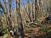 49 Nel bosco di alti carpini neri